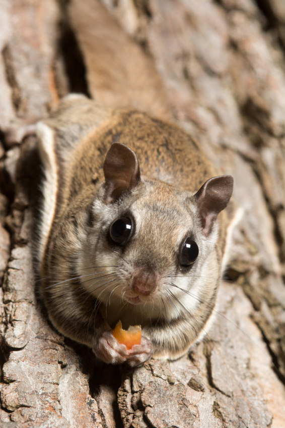 Flying Squirrel Removal MD, DC, Northern VA Flying Squirrel