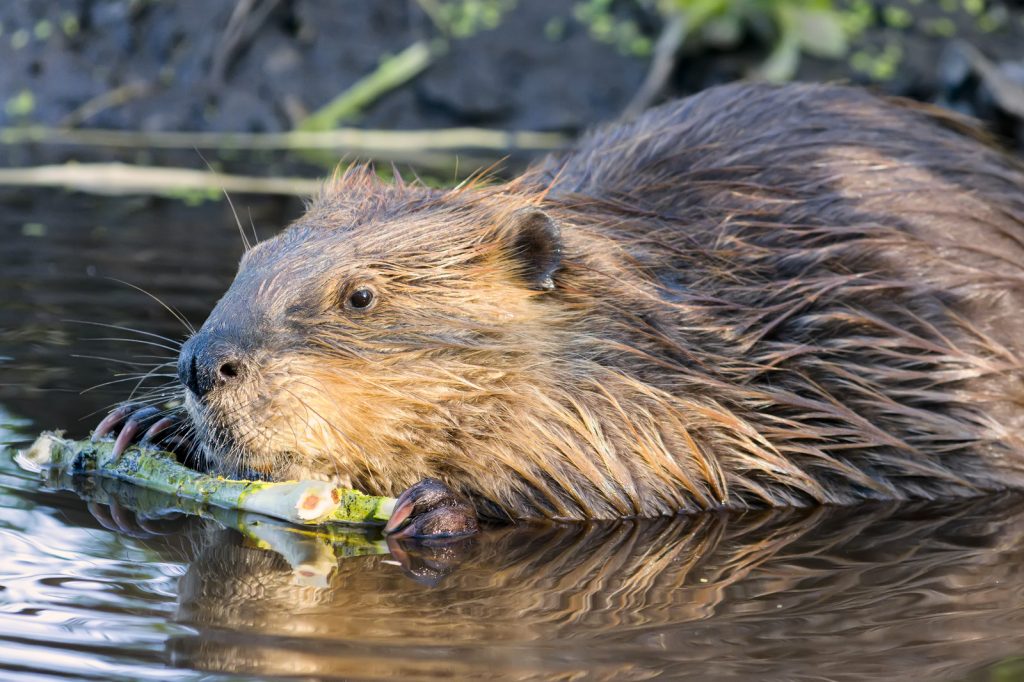 Beaver removal service in Virginia