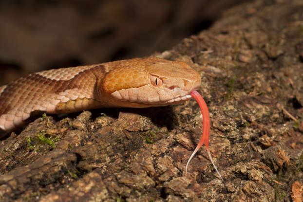 Snake removal service in Virginia