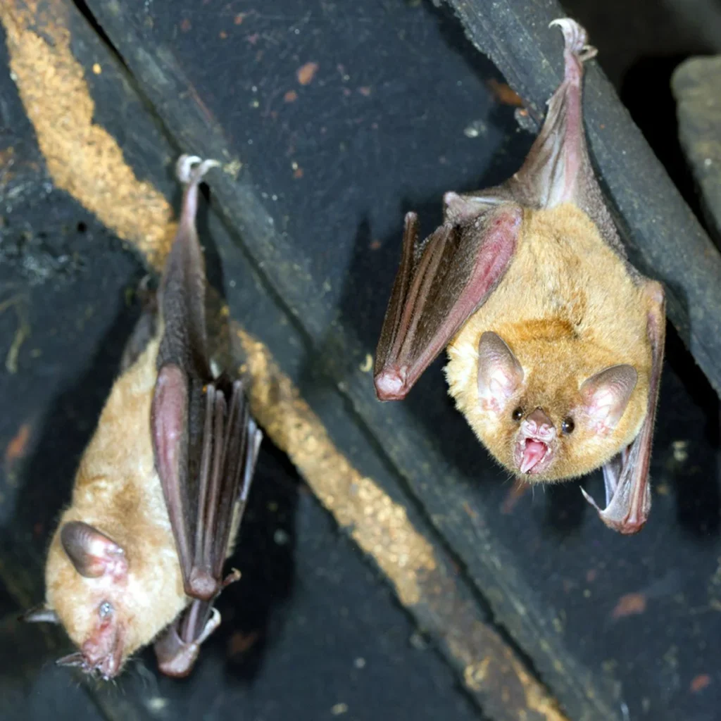 Bat removal service in Virginia