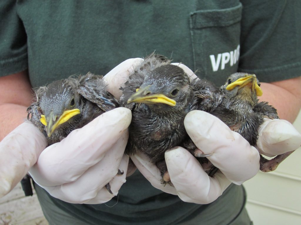 Bird removal service in Virginia
