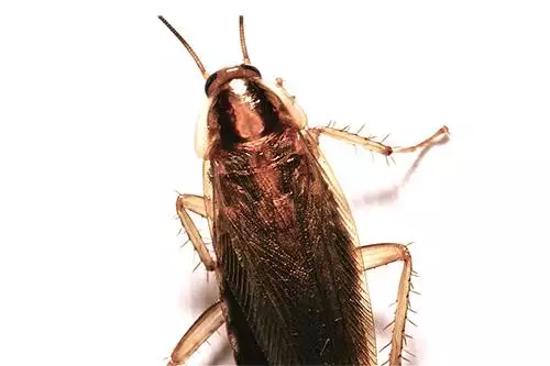 Roach control service in Virginia