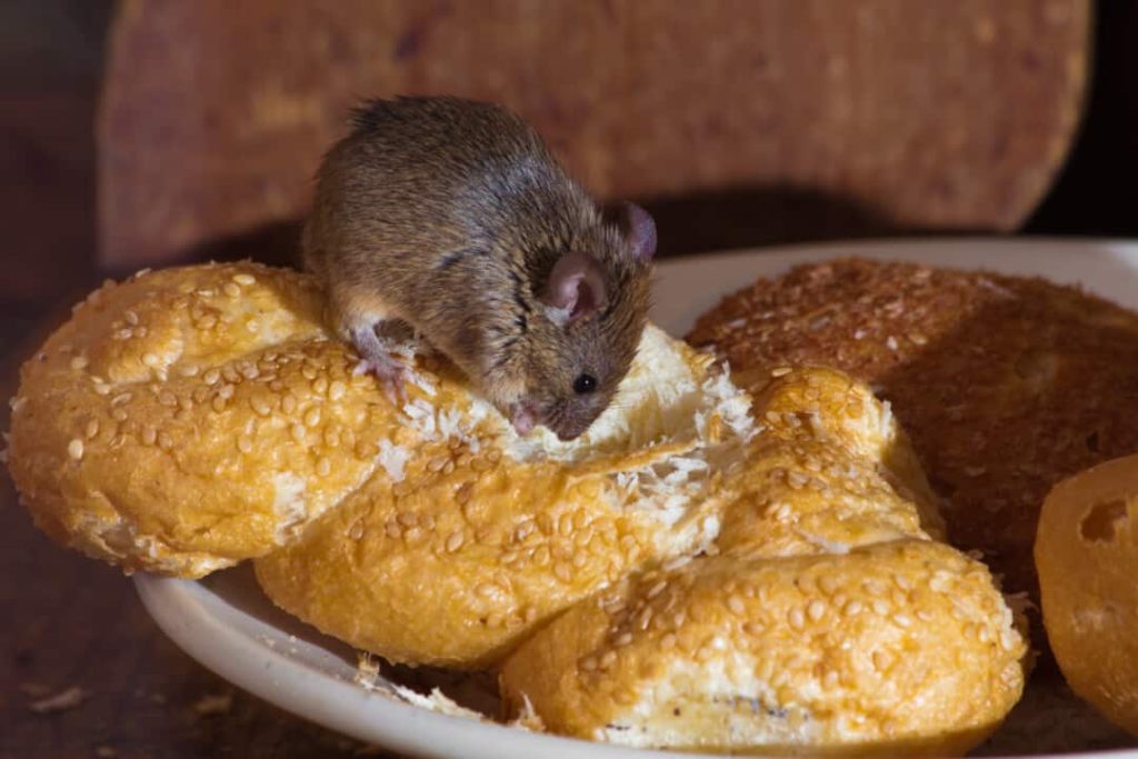 Rodent control service in Virginia
