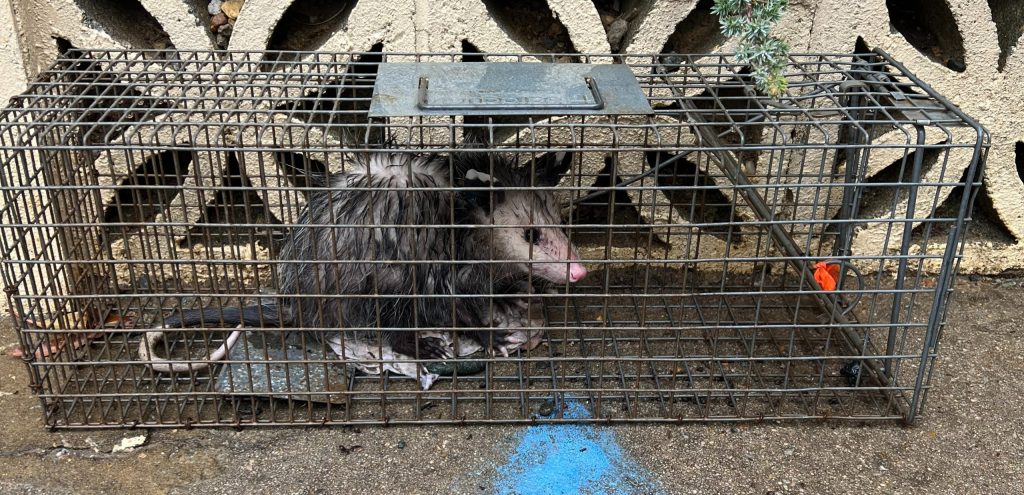 Opossum removal service in Virginia