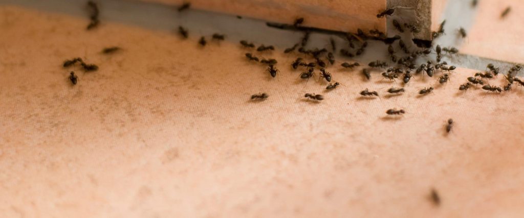 Ant control service in Virginia