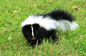 Skunk removal service in Virginia